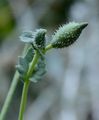 Yellow Horned-Poppy - Glaucium flavum Crantz