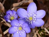 Liverleaf - Hepatica nobilis Schreb.