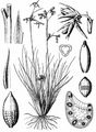 Toad Rush - Juncus bufonius L.