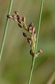 Blaugrüne Binse - Juncus inflexus L.