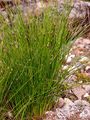 Einblütige Binse - Juncus monanthos Jacq.