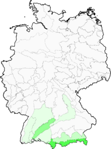 Hieracium humile