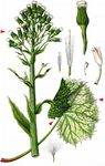 Weiße Pestwurz - Petasites albus (L.) Gaertn. 