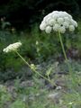 Berg-Haarstrang - Peucedanum oreoselinum (L.) Moench