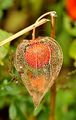 Japanese-Lantern - Physalis alkekengi L.