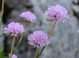 Glänzende Skabiose - Scabiosa lucida Vill.