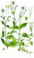 Hain-Sternmiere - Stellaria nemorum L.
