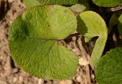 Colt's-Foot - Tussilago farfara L.