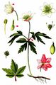 Wood Anemone - Anemone nemorosa L.