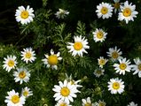 Stinking Chamomile - Anthemis cotula L.