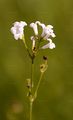 Dyer's Woodruff - Asperula tinctoria L.