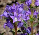 Büschel-Glockenblume - Campanula glomerata L.