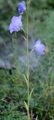 Peach-Leaved Bellflower - Campanula persicifolia L.