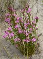 Seaside Centaury - Centaurium littorale (Turner) Gilmour