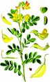 Bladder-Senna - Colutea arborescens L.