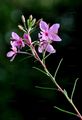 Rosmarin-Weidenröschen - Epilobium dodonaei Vill.