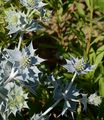 Sea-Holly - Eryngium maritimum L.