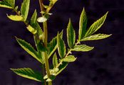 Meadowsweet - Filipendula ulmaria (L.) Maxim.