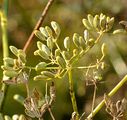 Gewöhnlicher Fenchel - Foeniculum vulgare Mill.