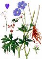 Meadow Crane's-Bill - Geranium pratense L.
