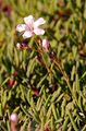 Kriechendes Gipskraut - Gypsophila repens L.