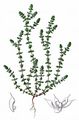Coral-Necklace - Illecebrum verticillatum L.