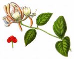Honeysuckle - Lonicera periclymenum L.