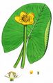 Yellow Water-Lily - Nuphar lutea (L.) Sm.