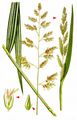 Reed Canary-Grass - Phalaroides arundinacea (L.) Rauschert