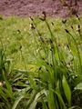 Spitz-Wegerich - Plantago lanceolata L.