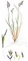 Wavy Meadow-Grass - Poa laxa Haenke