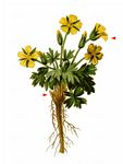 Zwerg-Fingerkraut - Potentilla brauneana Hoppe 