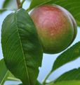 Peach - Prunus persica (L.) Batsch