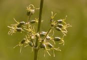 Ohrlöffel-Leimkraut - Silene otites (L.) Wibel