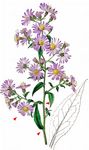 Lanzettblättrige Herbstaster - Symphyotrichum lanceolatum (Willd.) G. L. Nesom 