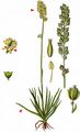 Scottish Asphodel - Tofieldia pusilla (Michx.) Pers.
