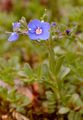 Felsen-Ehrenpreis - Veronica fruticans Jacq.