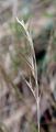 Rat's-Tail Fescue - Vulpia myuros (L.) C. C. Gmel.