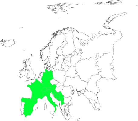 Festuca quadriflora