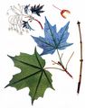 Silver Maple - Acer saccharinum L.