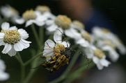 Sumpf-Schafgarbe - Achillea ptarmica L.