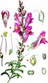 Snapdragon - Antirrhinum majus L.