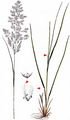 Purple Small-Reed - Calamagrostis canescens (Weber) Roth