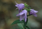 Giant Bellflower - Campanula latifolia L.