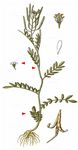 Kleinblütiges Schaumkraut - Cardamine parviflora L. 