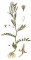 Sand Bittercress - Cardamine parviflora L.