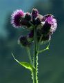 Great Marsh Thistle - Carduus personata (L.) Jacq.