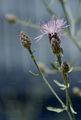 Sparrige Flockenblume - Centaurea diffusa Lam.