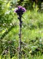 Marsh Thistle - Cirsium palustre (L.) Scop.
