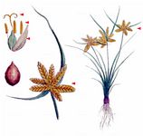 Gelbliches Zypergras - Cyperus flavescens L. 